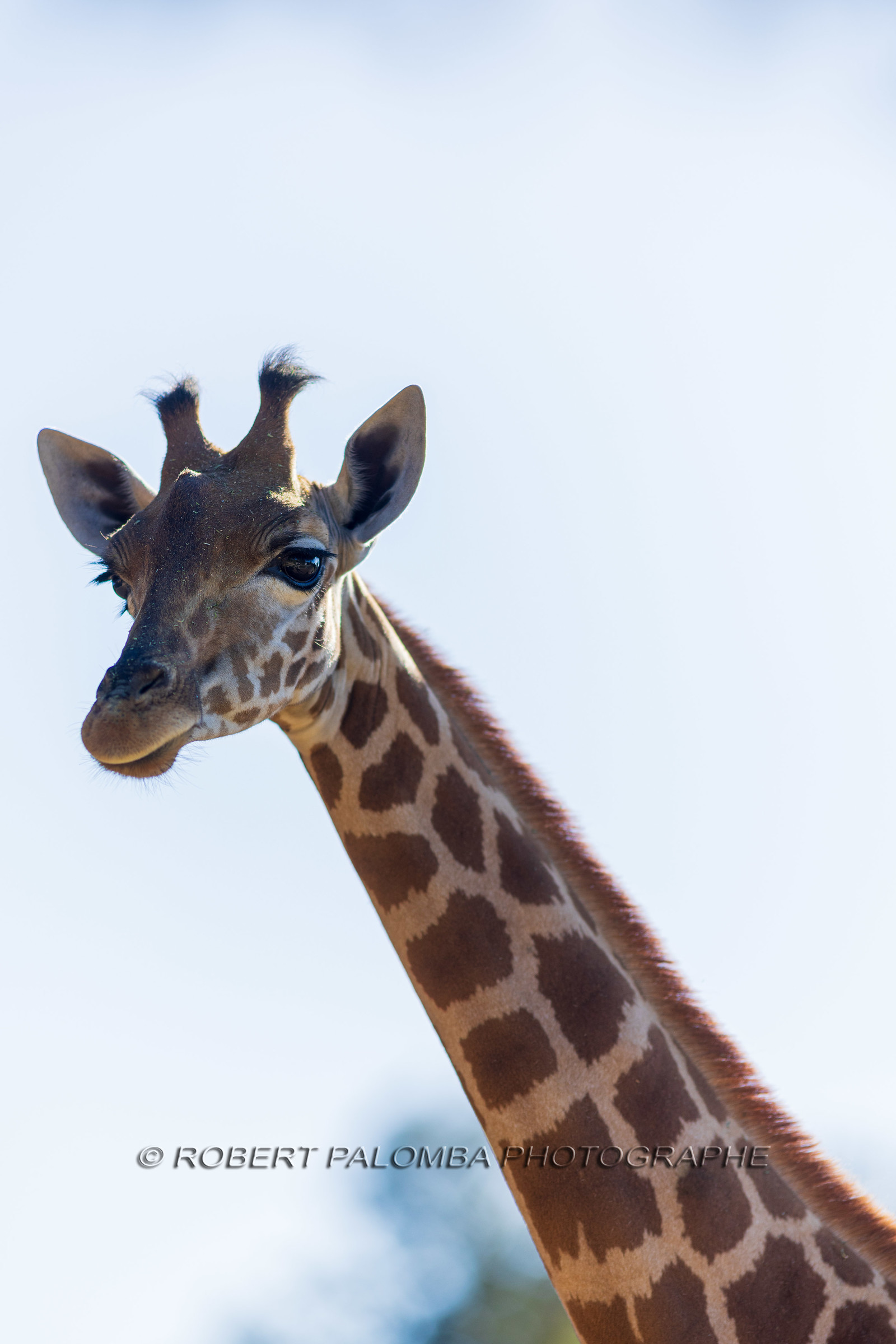 Parc animalier de la Barben