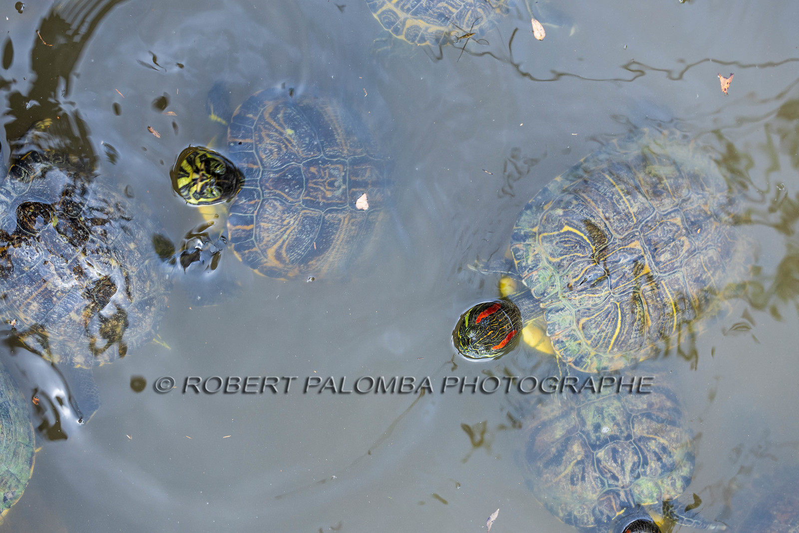 Tortue