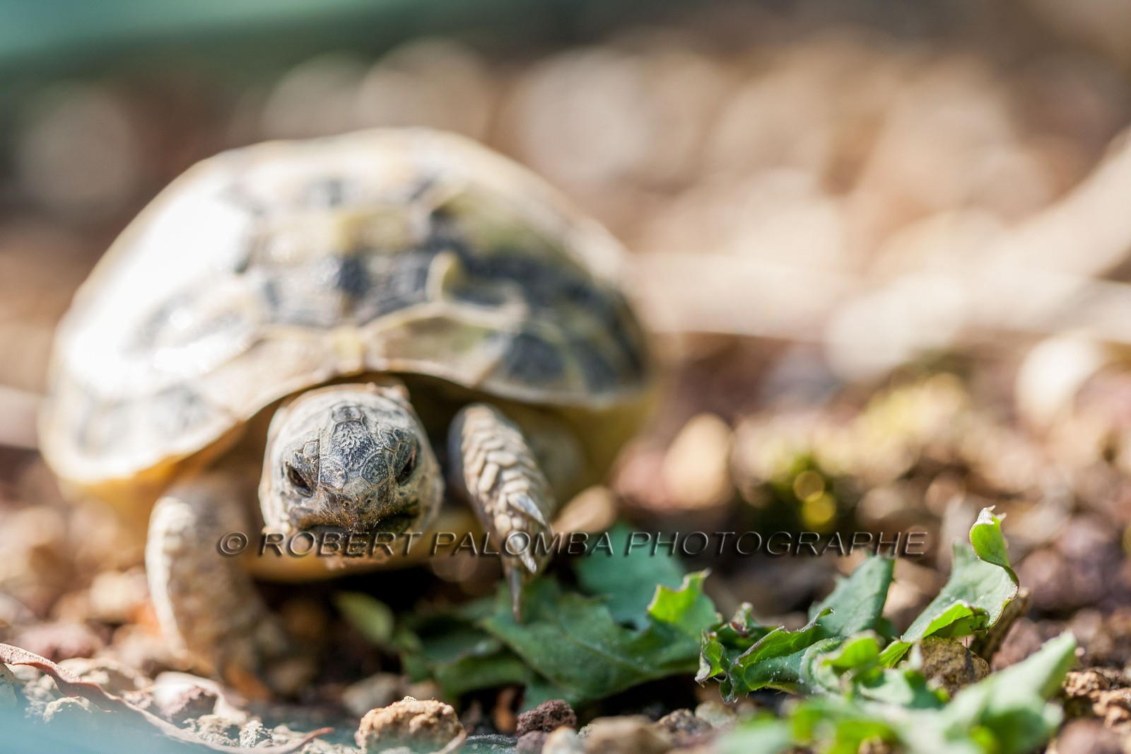 Tortue d'Hermann,Testudo hermanni Tortue d'Hermann,Testudo hermanni