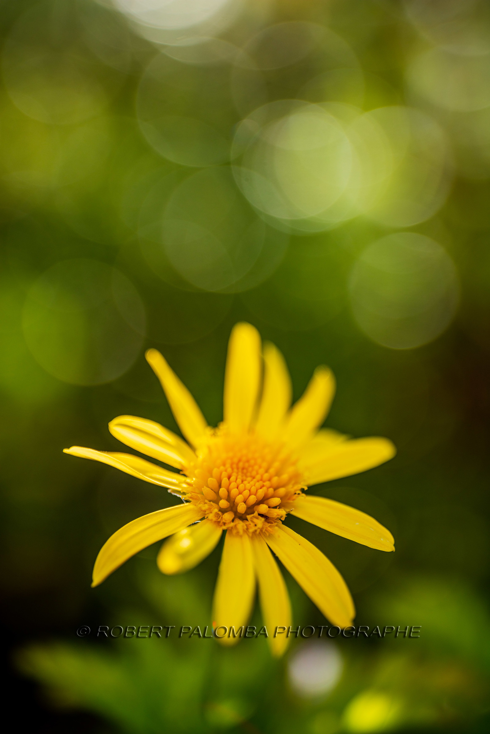 Flore méditerranéenne