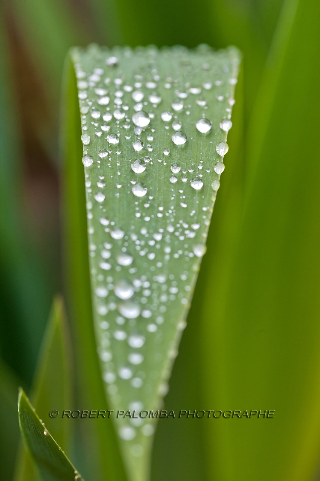 Iris, Iris haynei Iris, Iris haynei