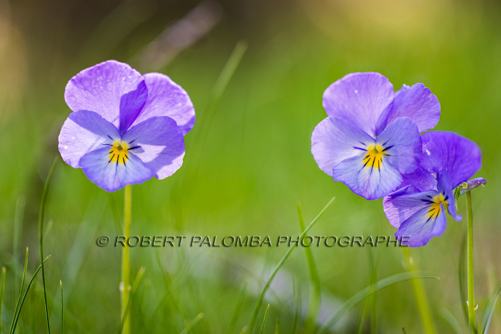 Flore alpine