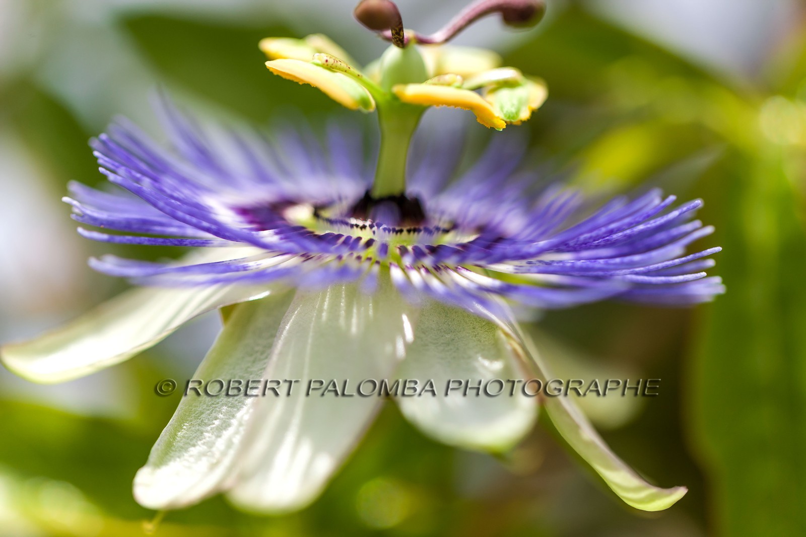 Flore méditerranéenne Flore méditerranéenne