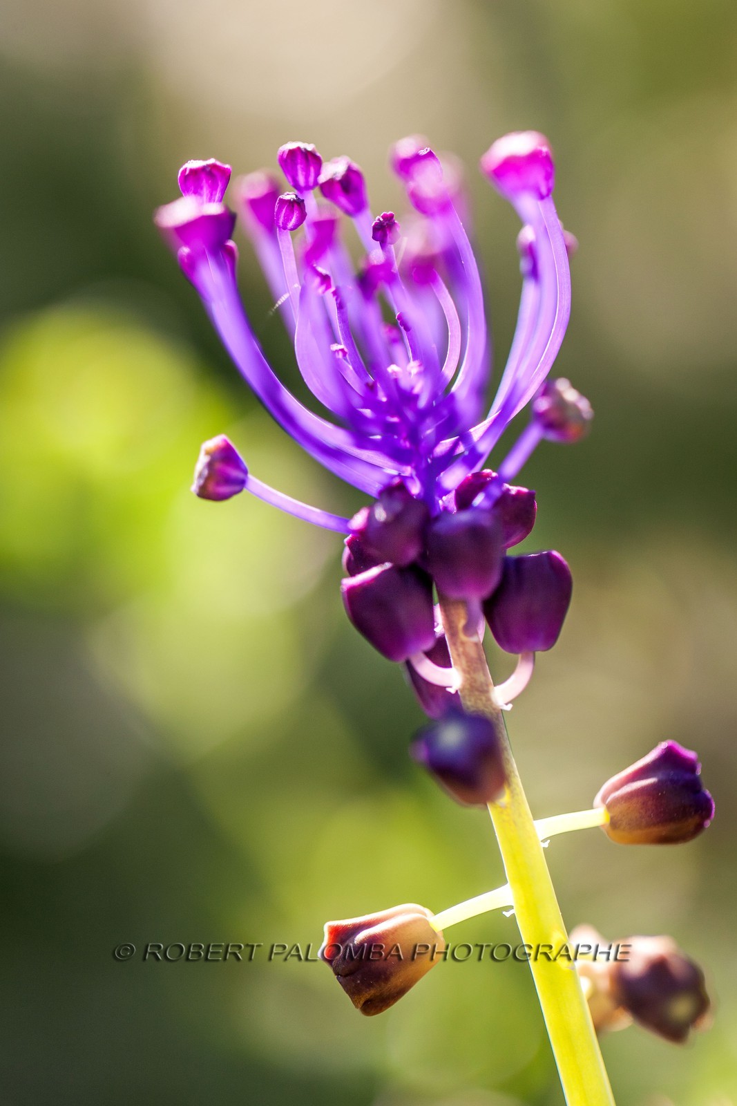 Flore Méditeranéenne Flore Méditeranéenne