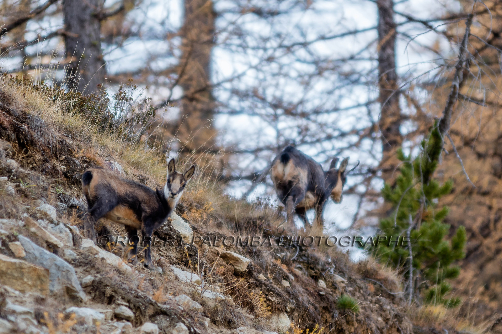 Chamois
