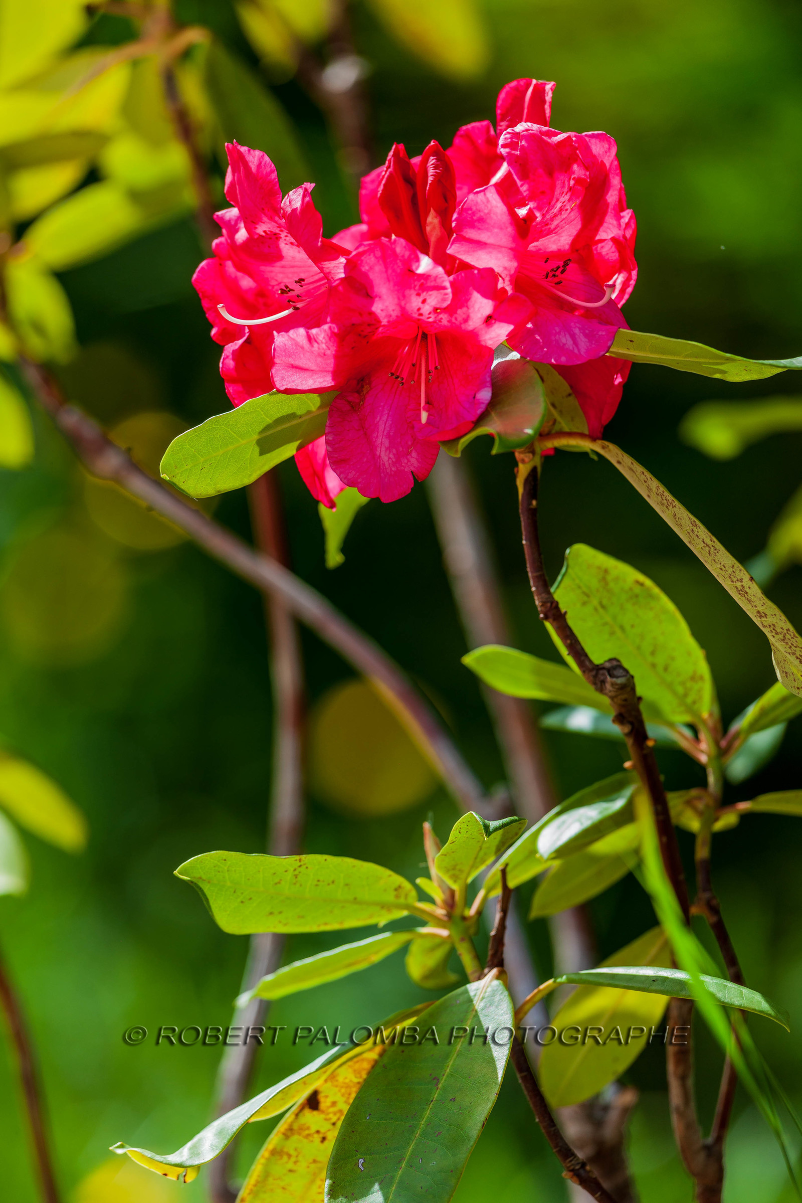 Rhododendron