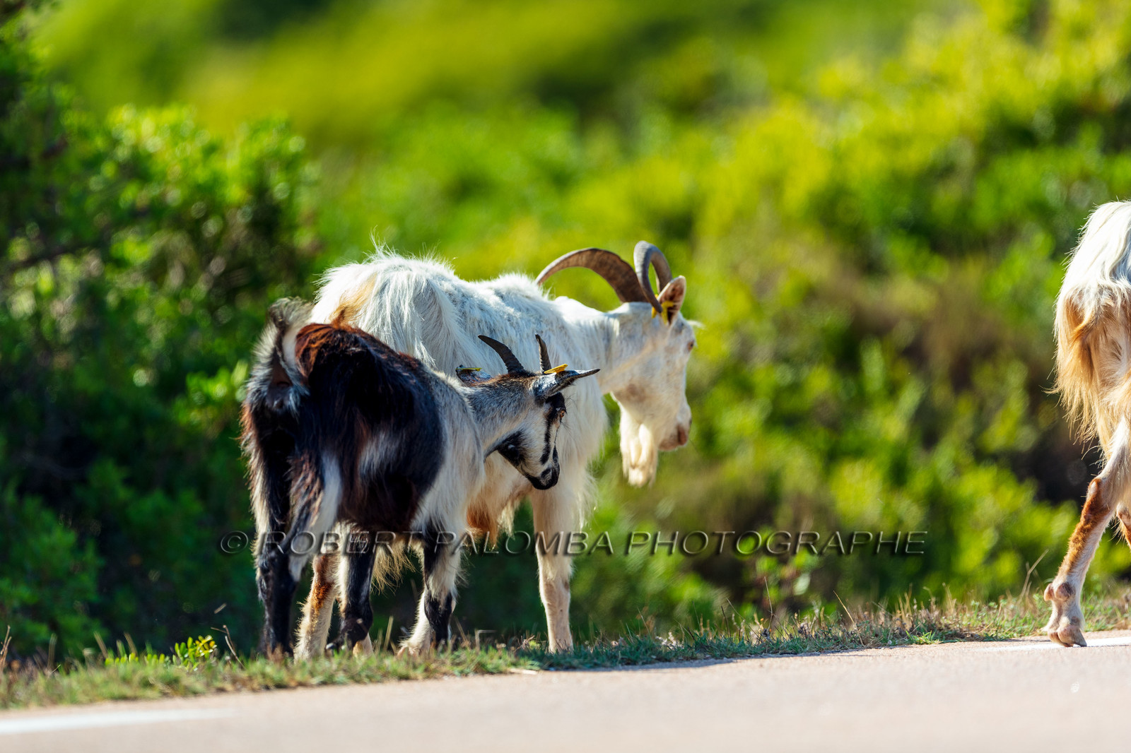 Faune corse