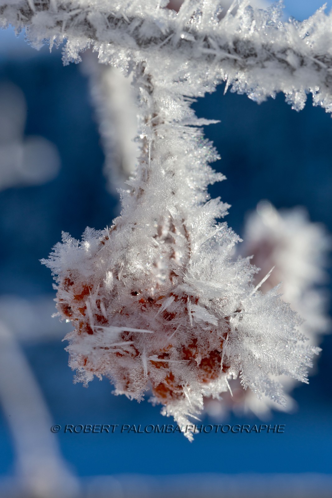 Cristaux de neige