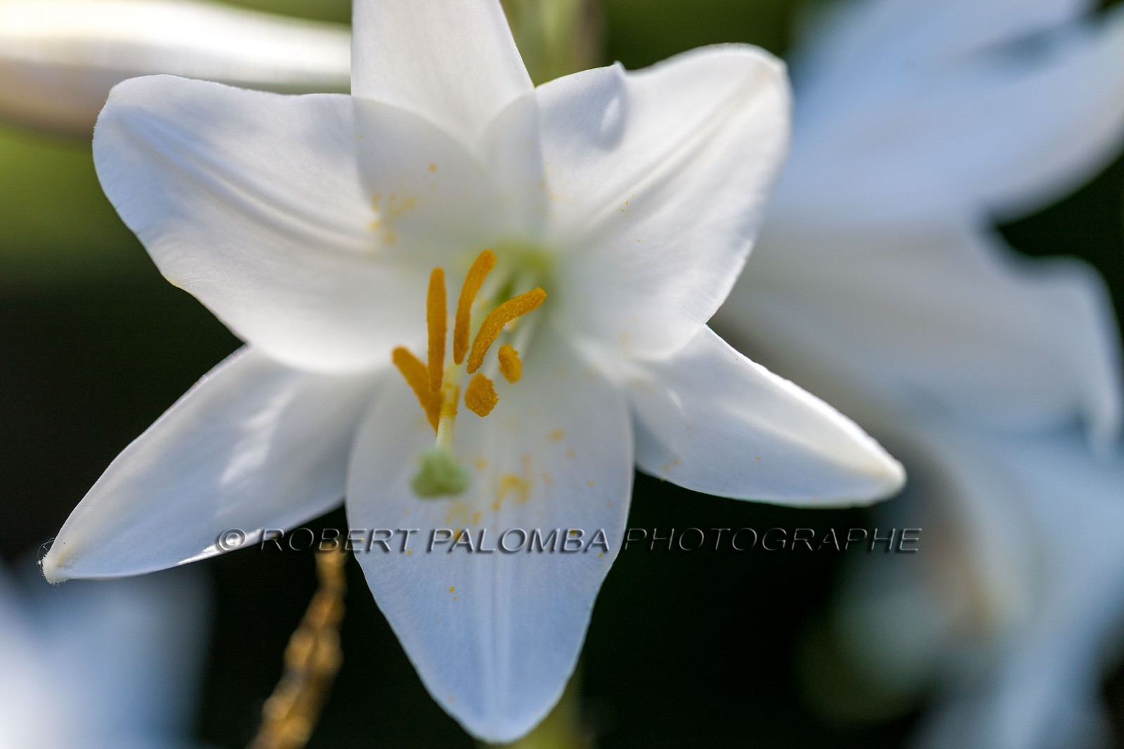 Flore Méditerranéenne Flore Méditerranéenne