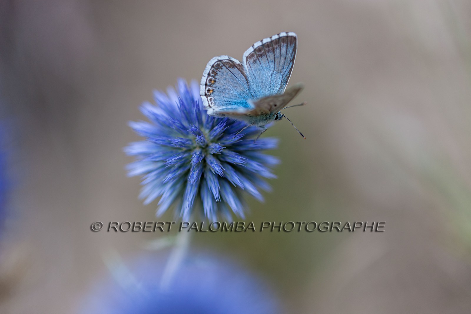 Chardon, Carduus defloratus