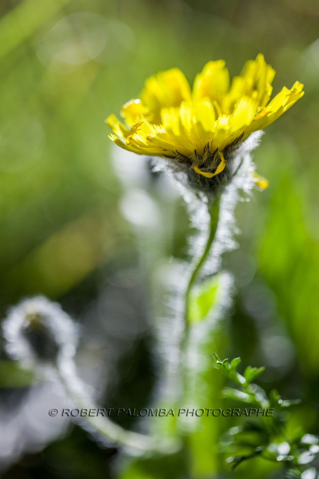 Arnica des montagnes, Arnica montana