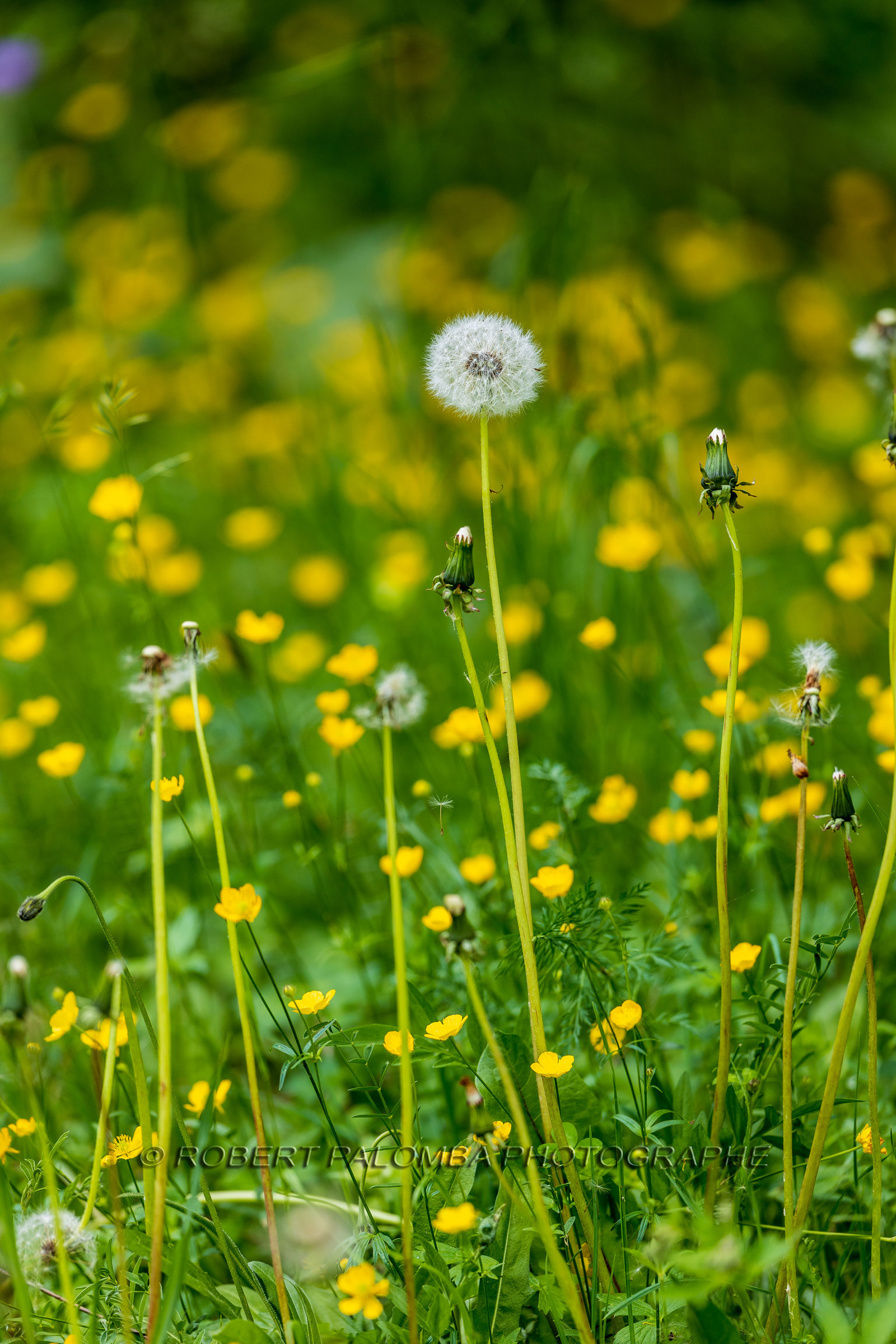 Flore alpine