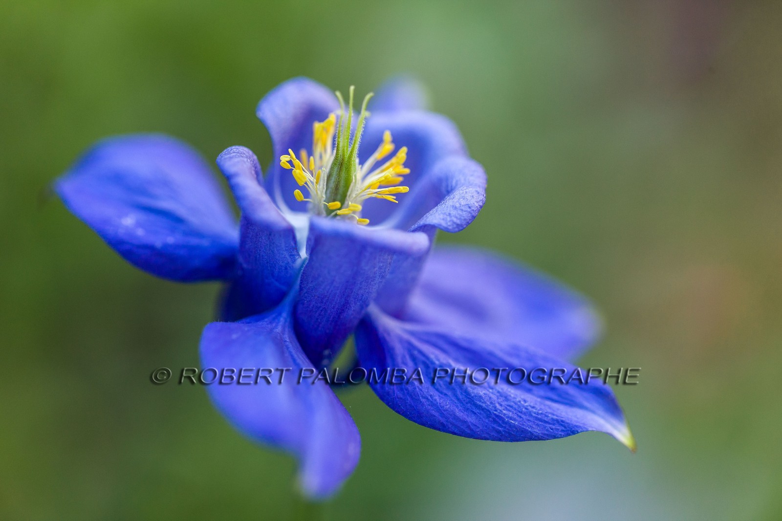 Flore Alpine,Ancolie des Alpes, Aquilegia alpina.