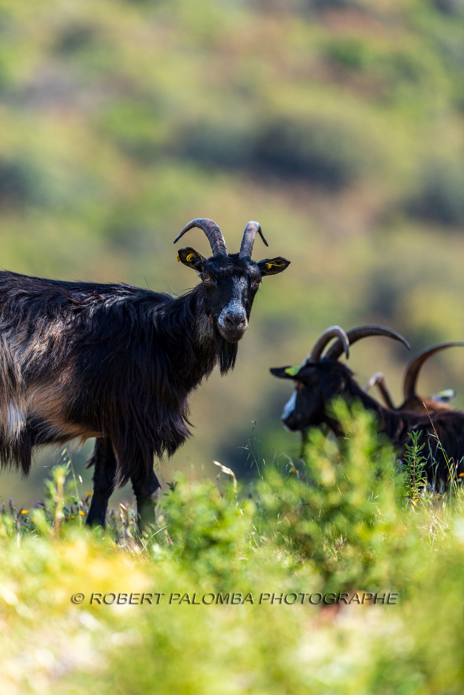 Faune corse