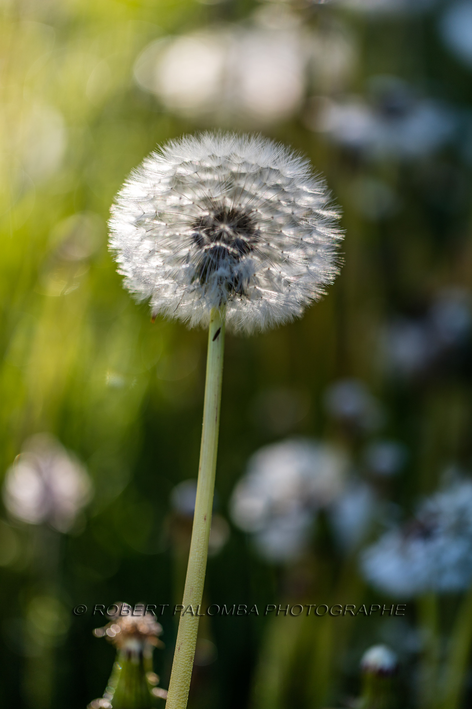 Pissenlit dit Taraxacum