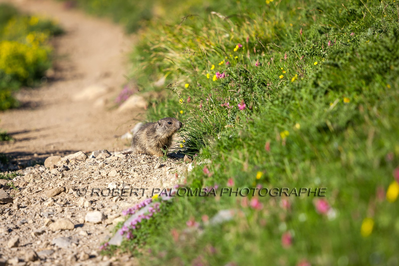 Marmotte, Marmota