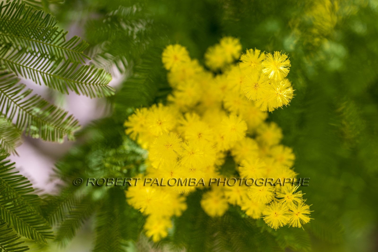 Mimosa