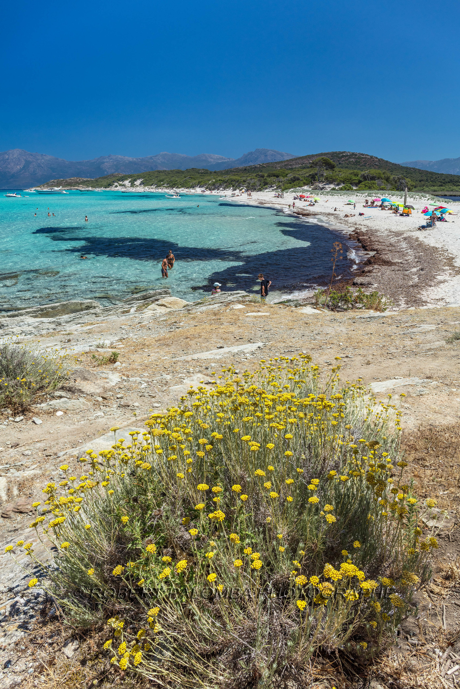 Saleccia
