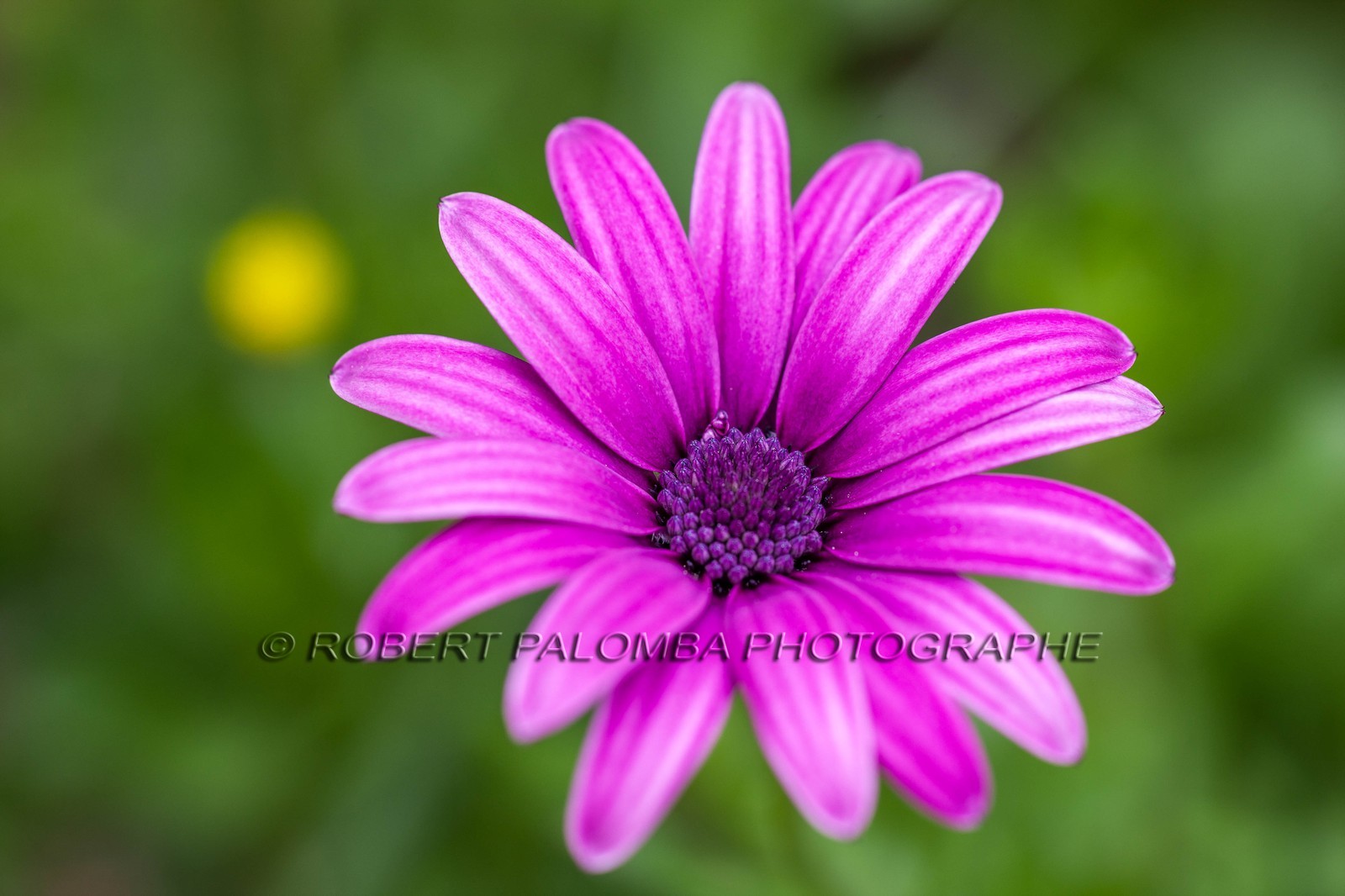 Flore méditerranéenne