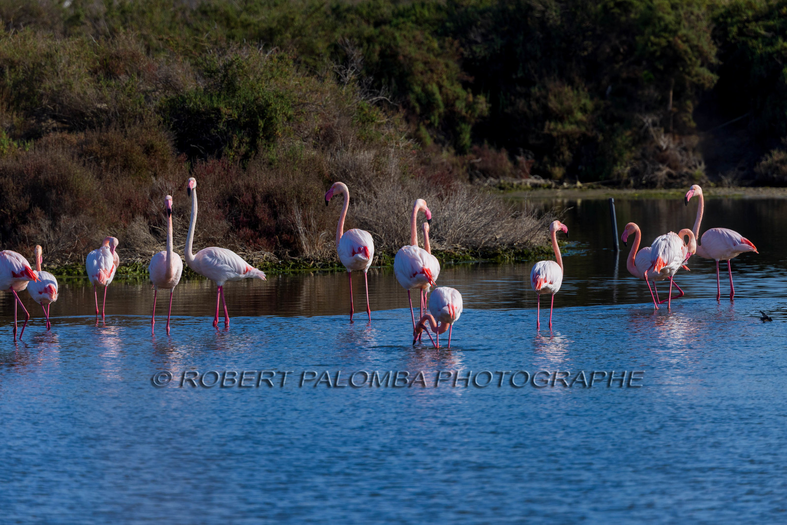 Flamant rose