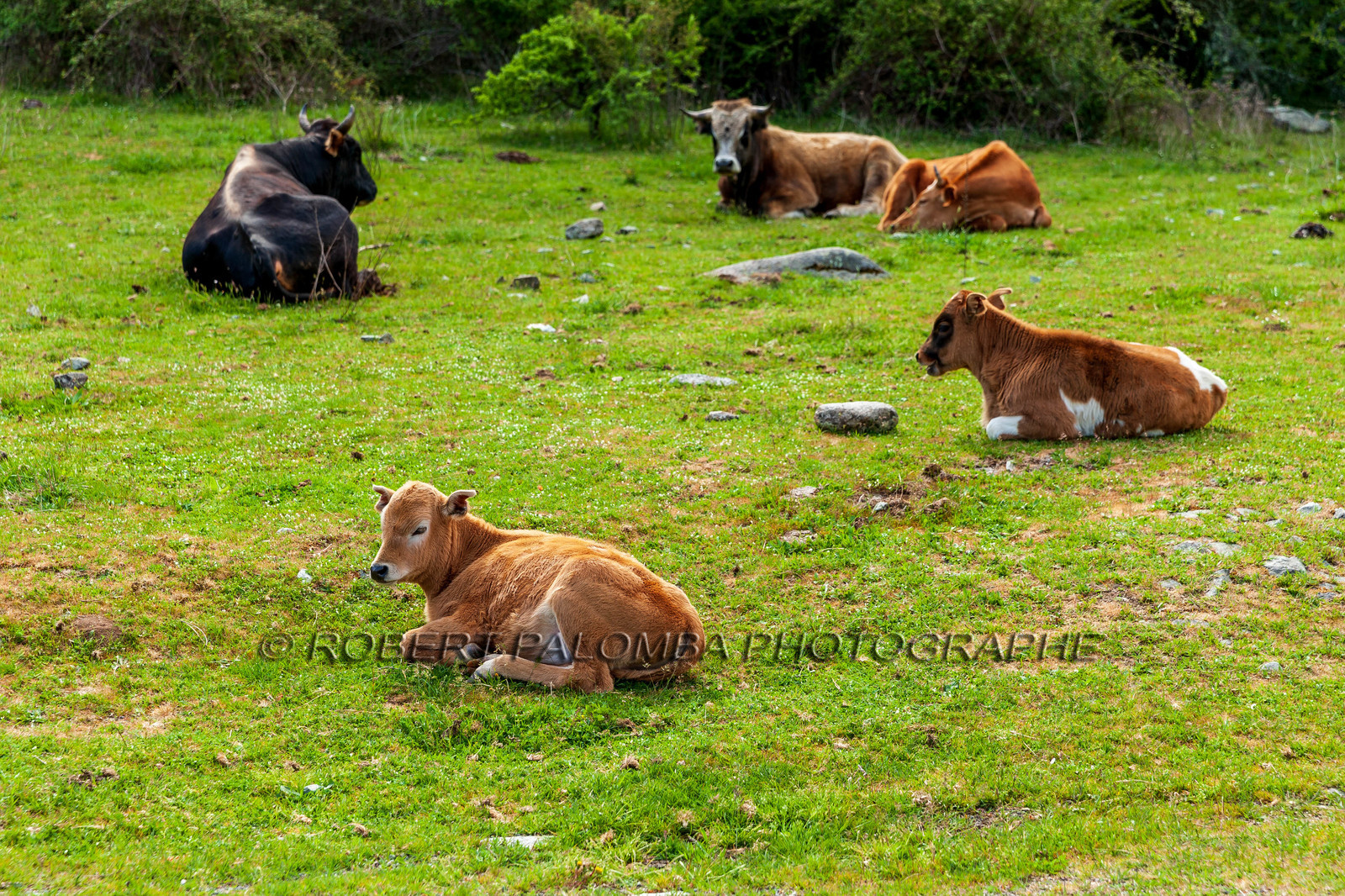 Faune corse