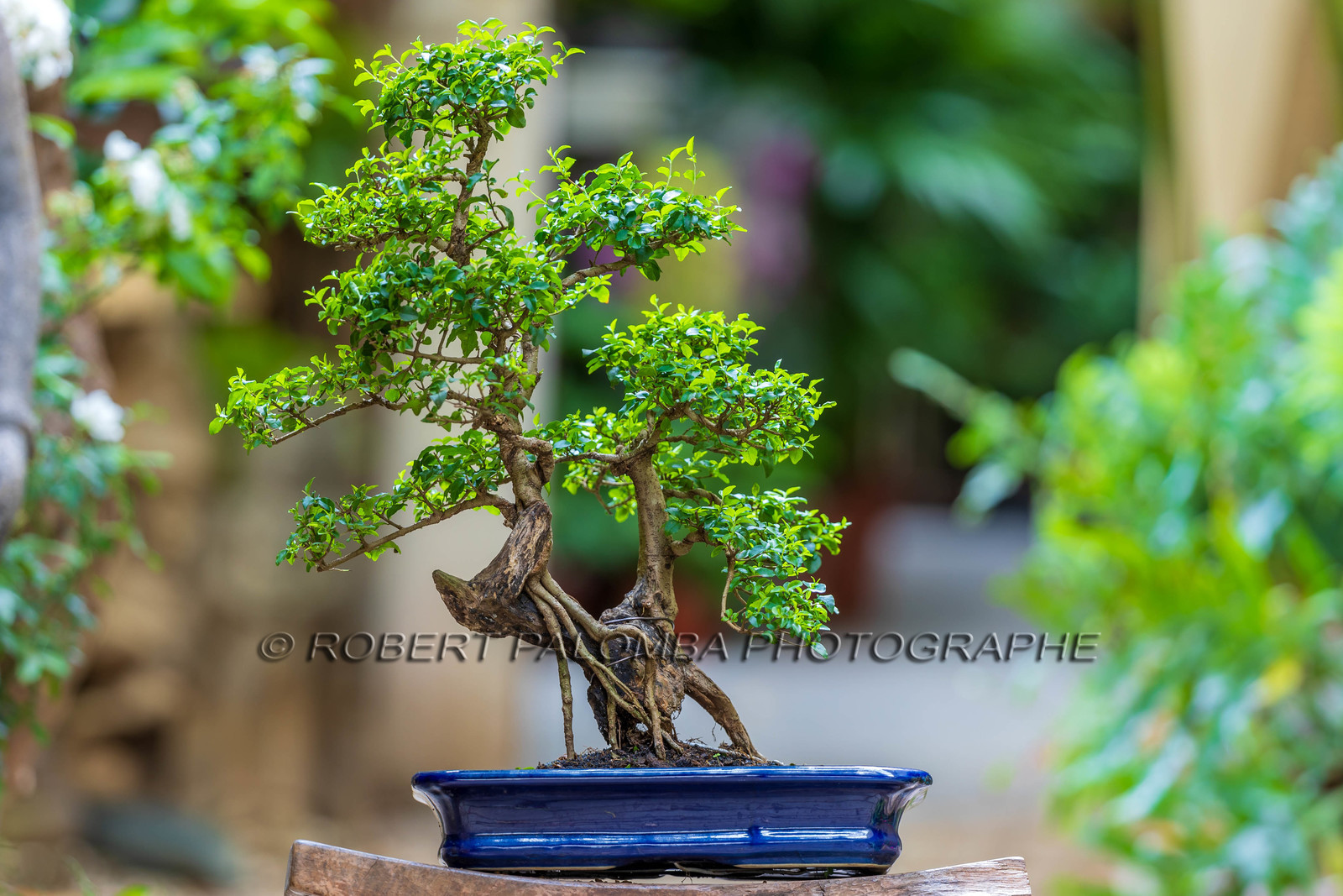 Bonsai