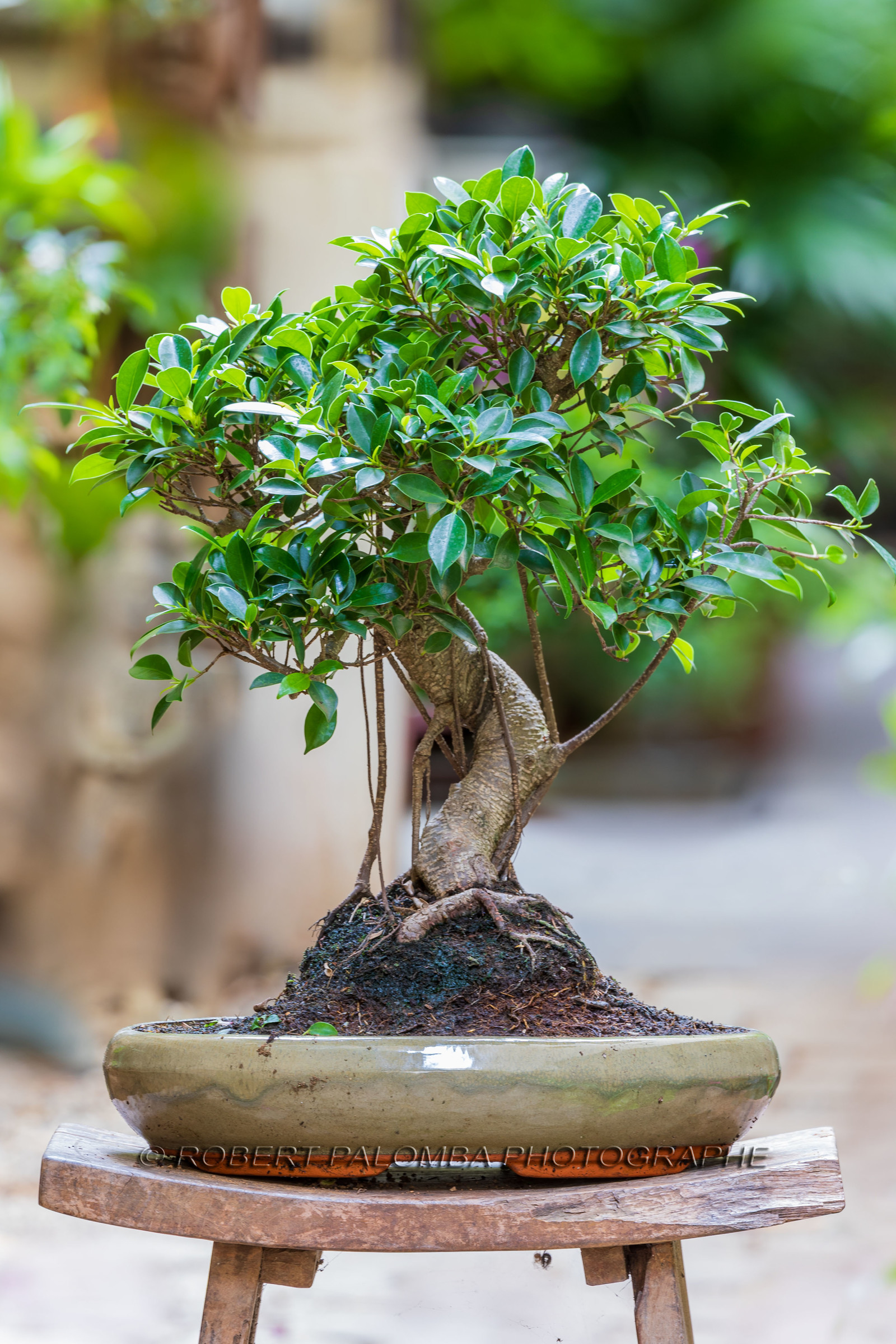 Bonsai