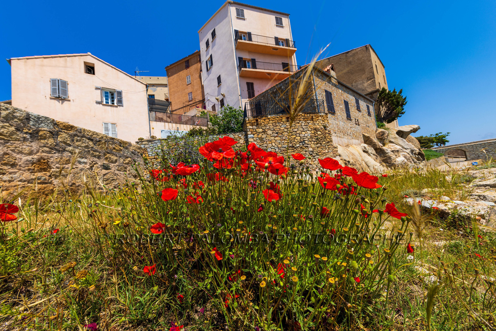 Calvi