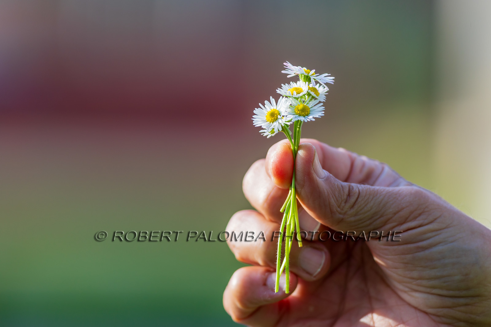 Marguerite
