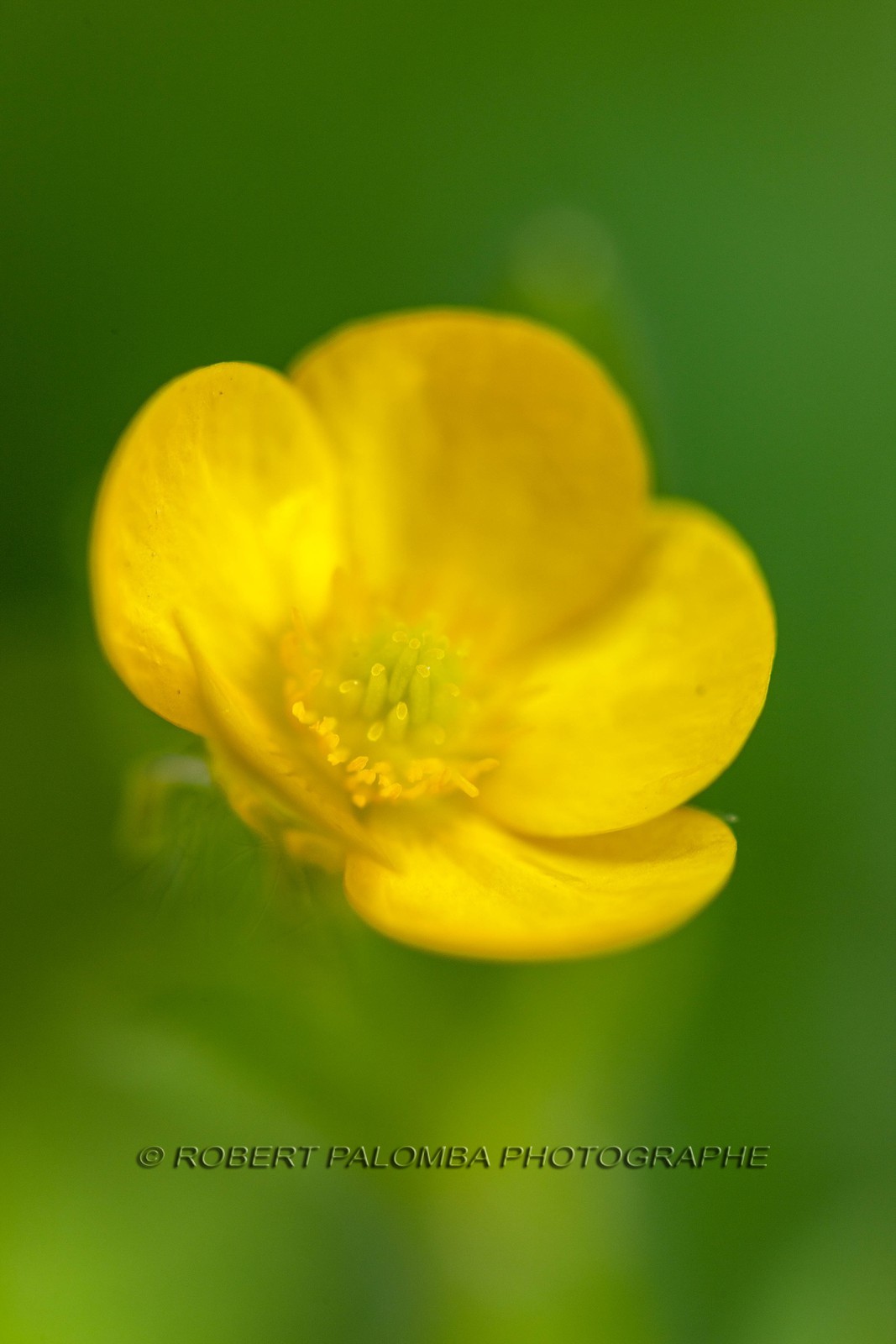 Renoncule, Ranunculus arvensis Renoncule, Ranunculus arvensis