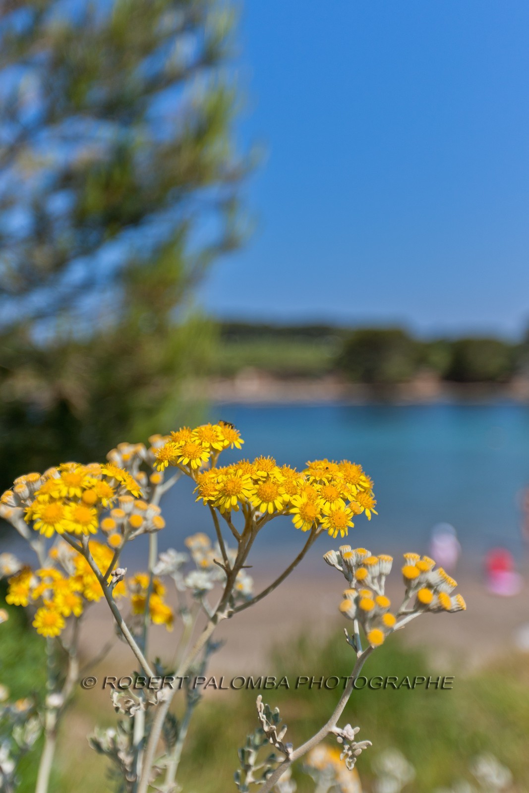 Ile du Grand Gaou