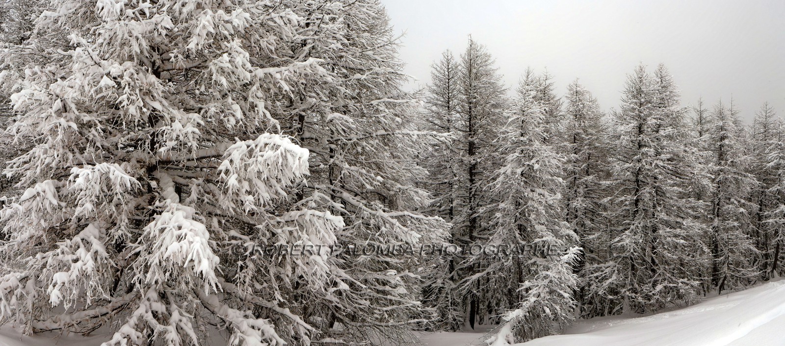 Forêt enneigée