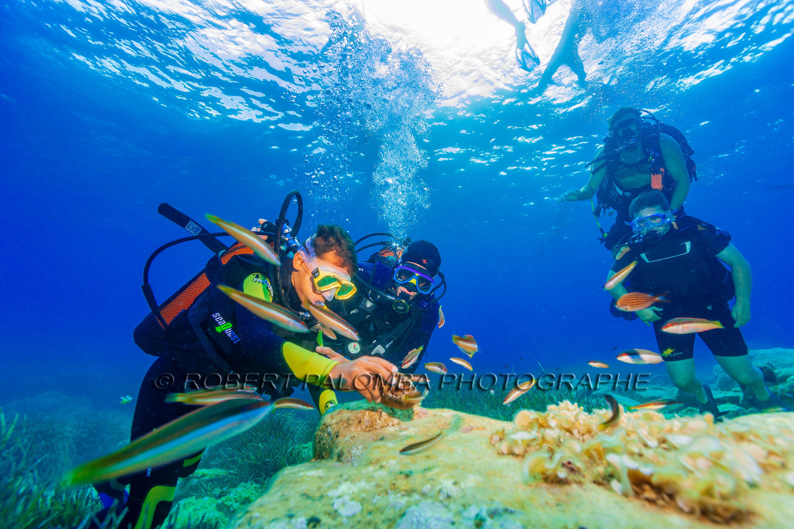 Plongée-sous-marine