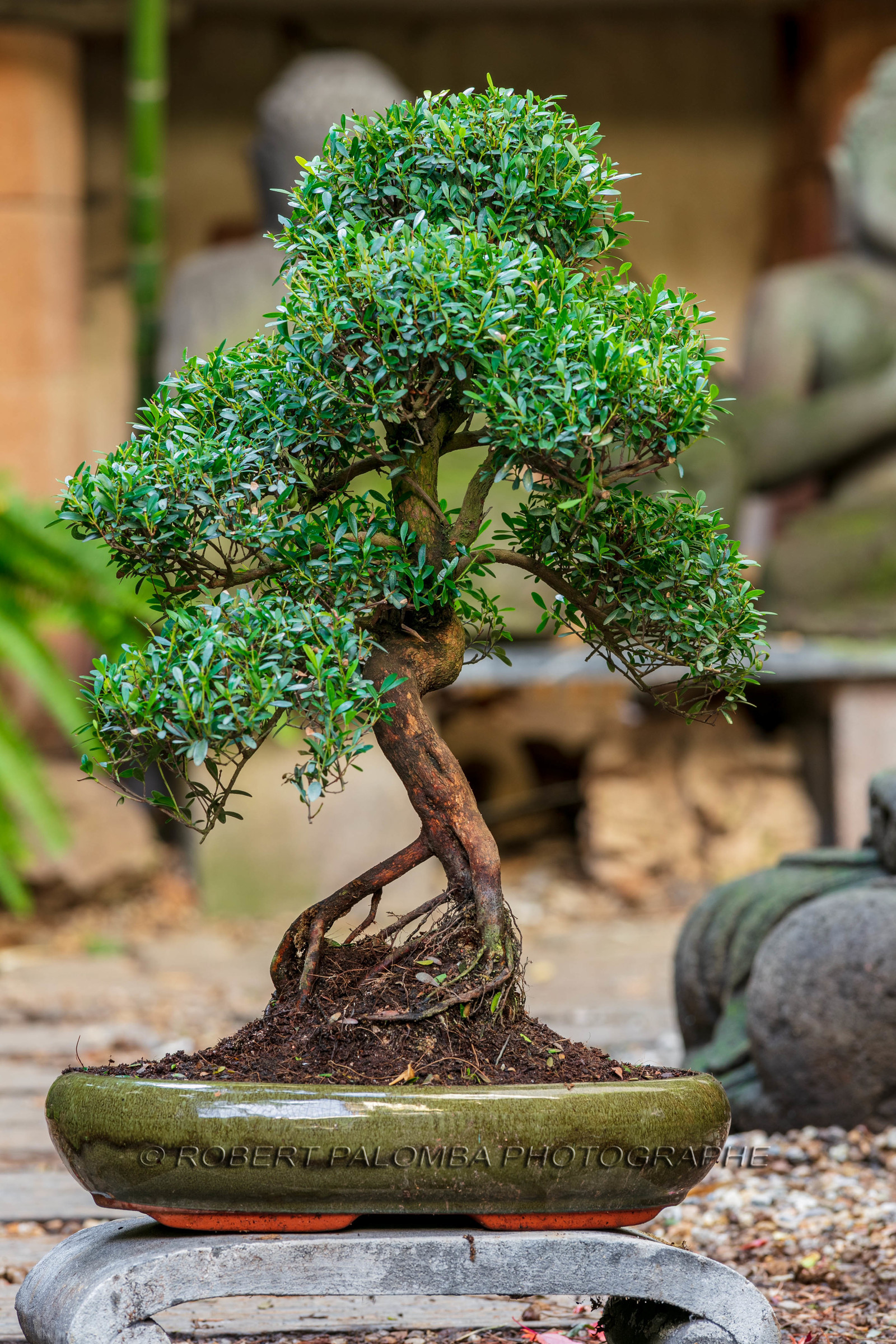 Bonsai