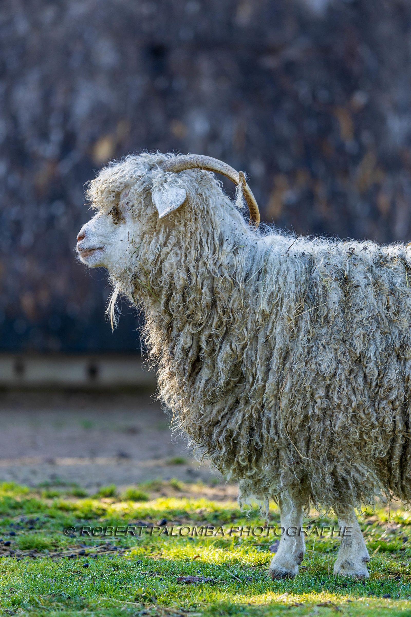 Chèvre mohair