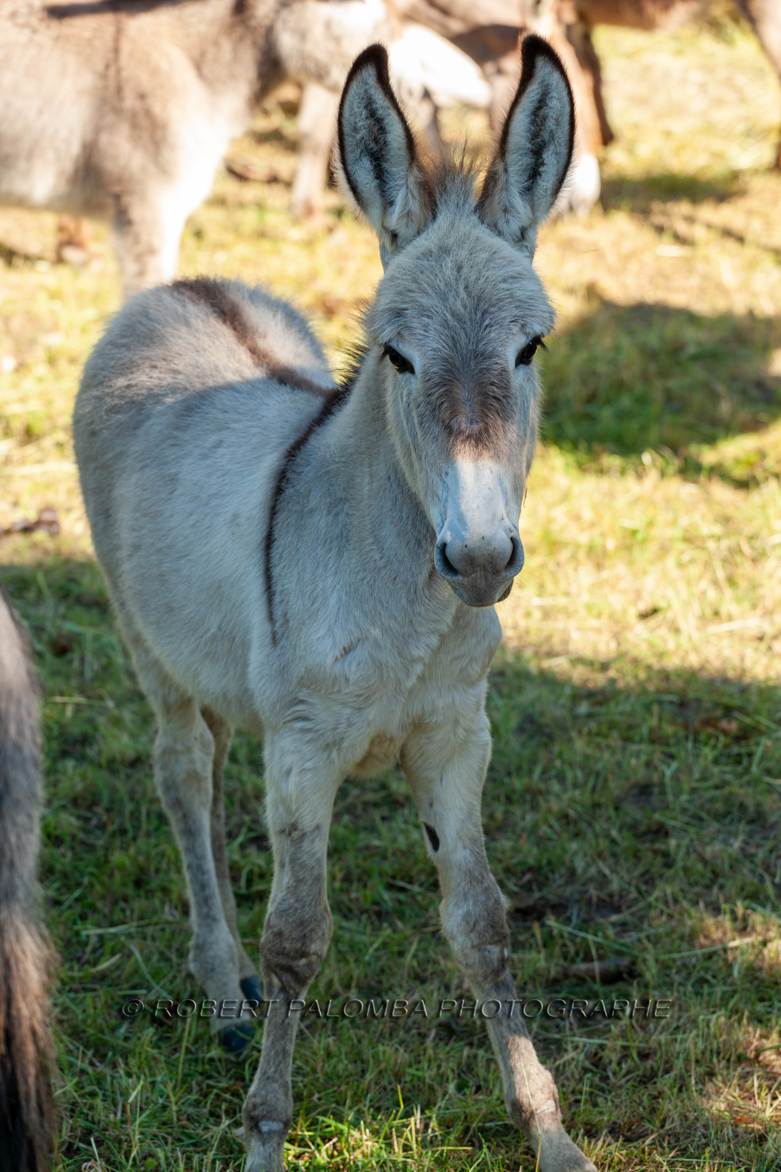Faune Corse