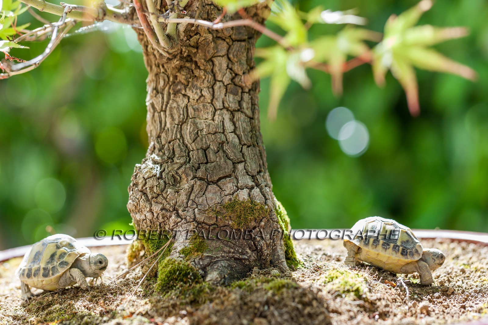 Tortue d'Hermann,Testudo hermanni Tortue d'Hermann,Testudo hermanni