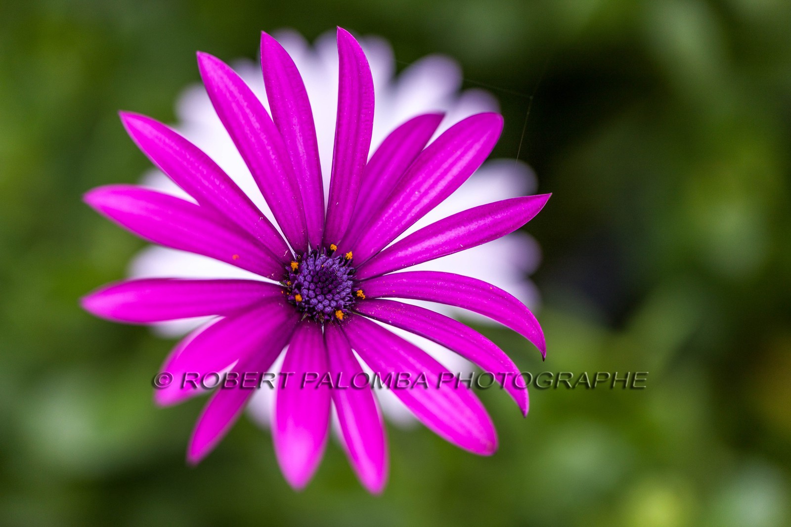 Flore méditerranéenne