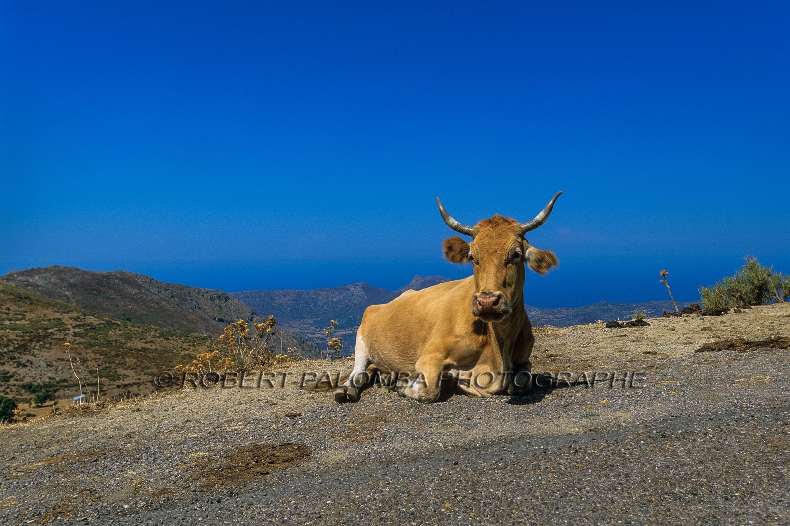 Faune corse