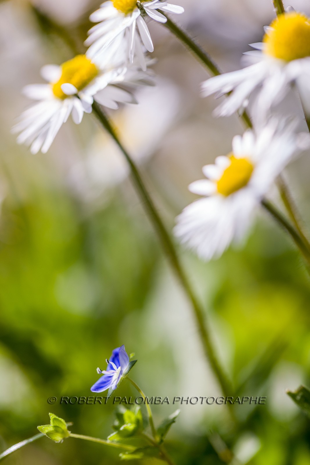 Marguerite, Leucanthemum vulgare Marguerite, Leucanthemum vulgare