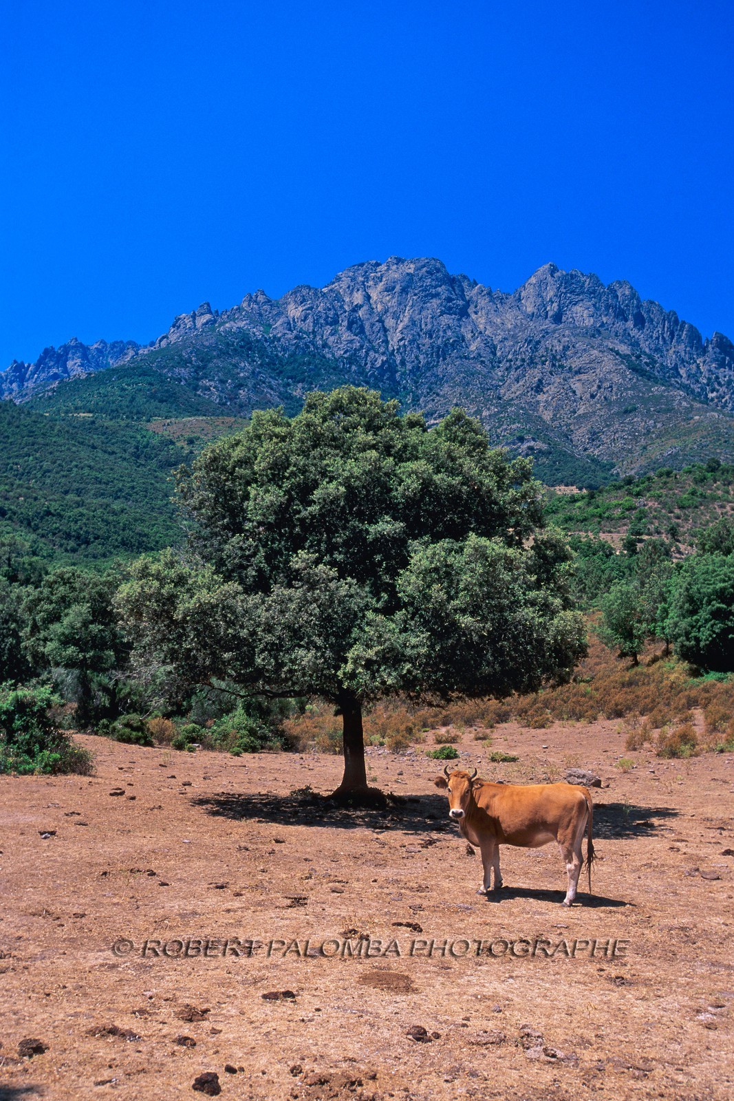 Popolasca