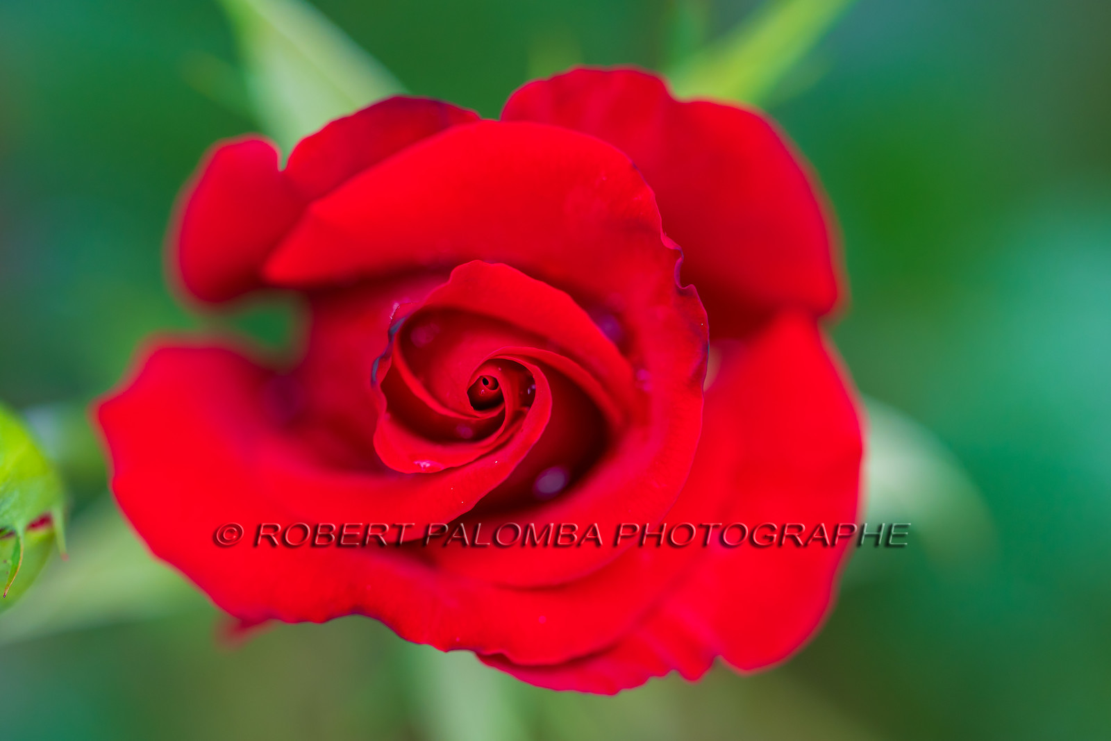 Flore