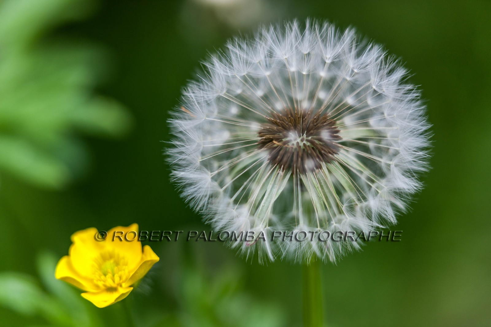 Pissenlit dit Taraxacum Pissenlit dit Taraxacum