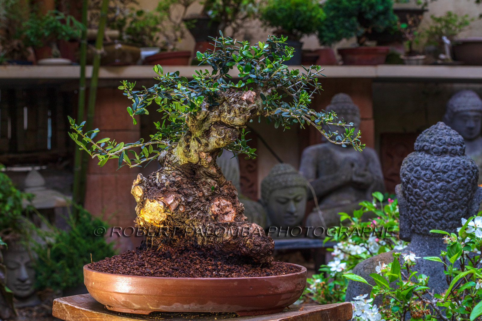 Bonsai