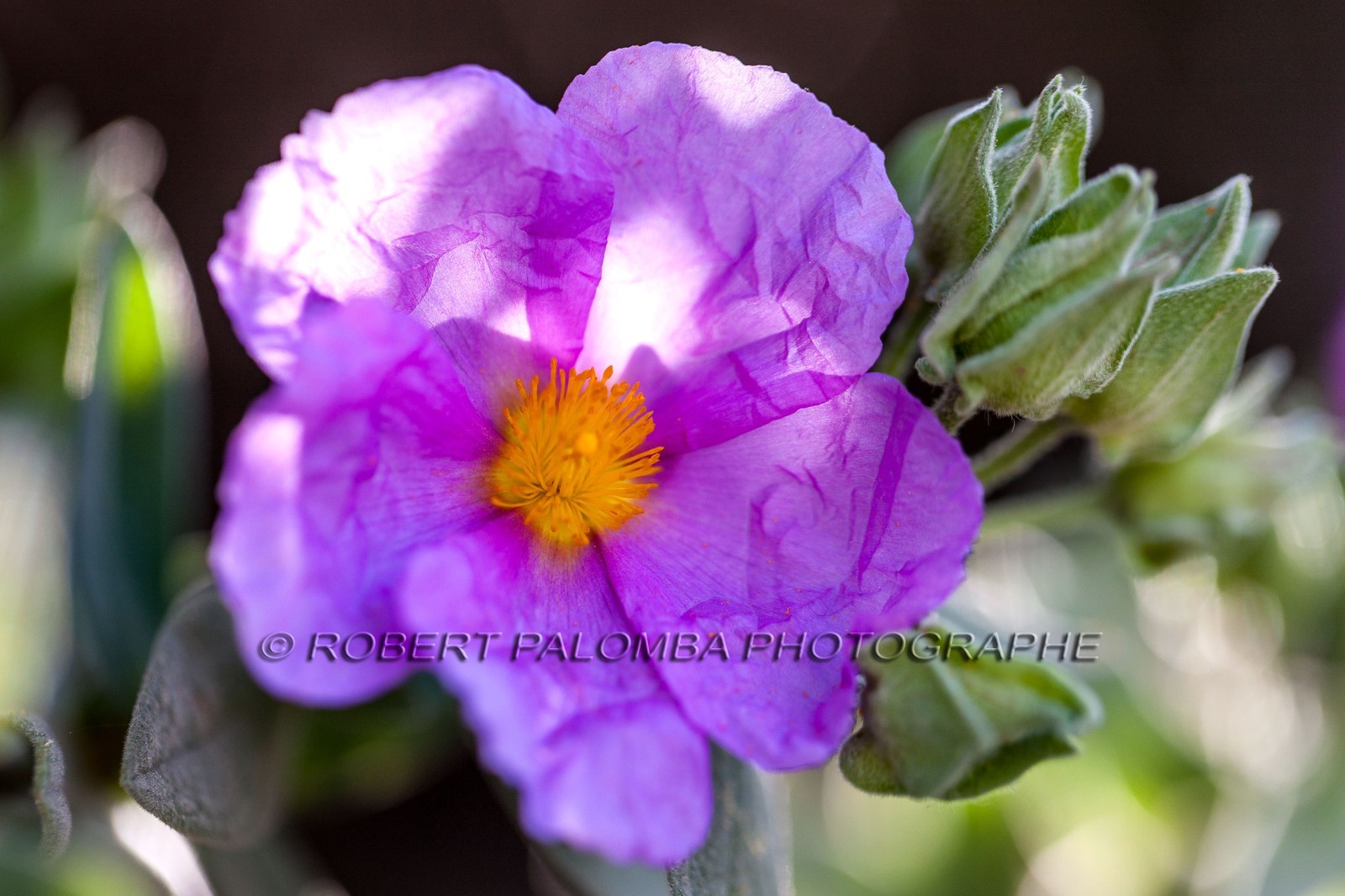 Flore Méditeranéenne Flore Méditeranéenne