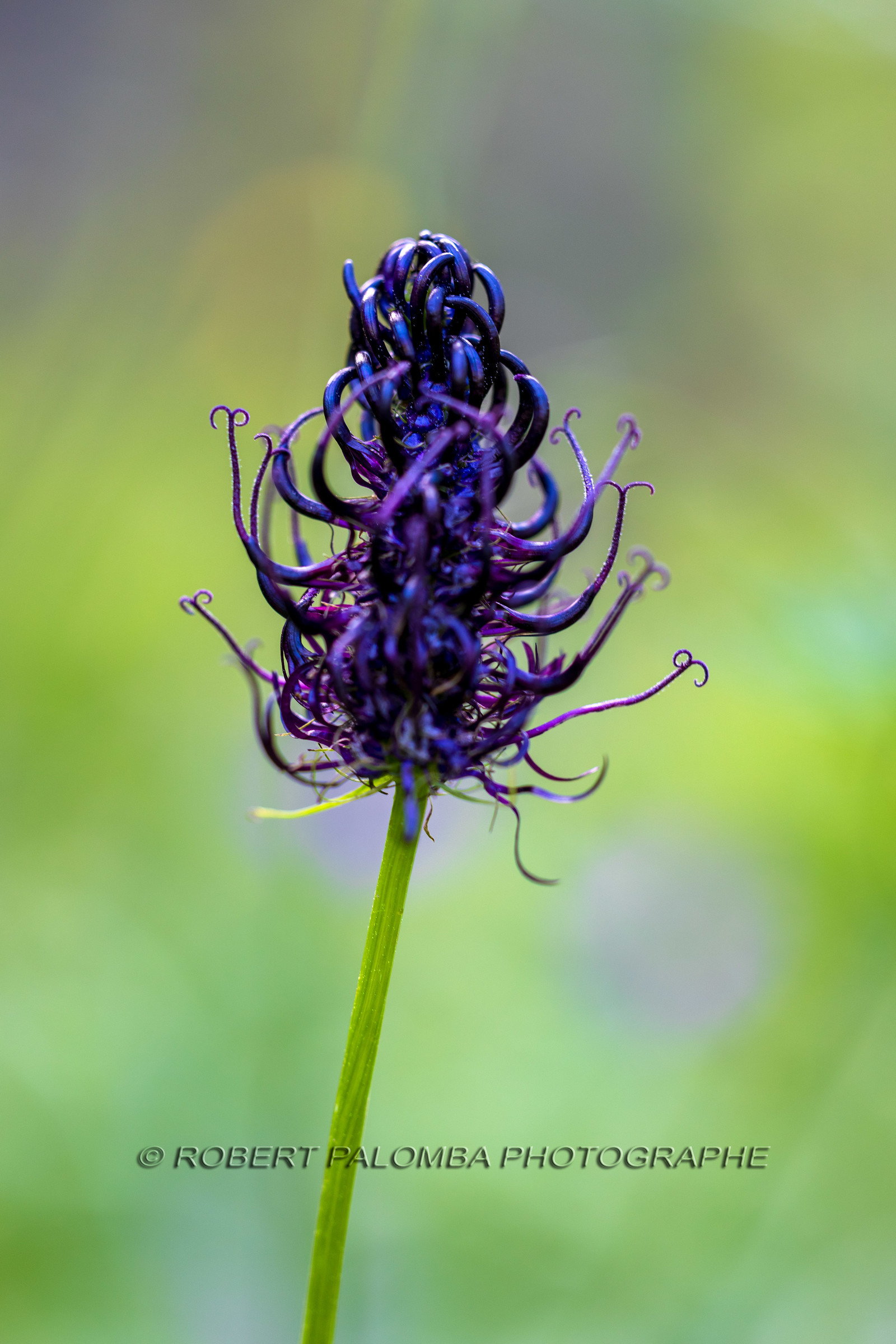 Alpes-de-Haute-Provence (04) Val d'Allos