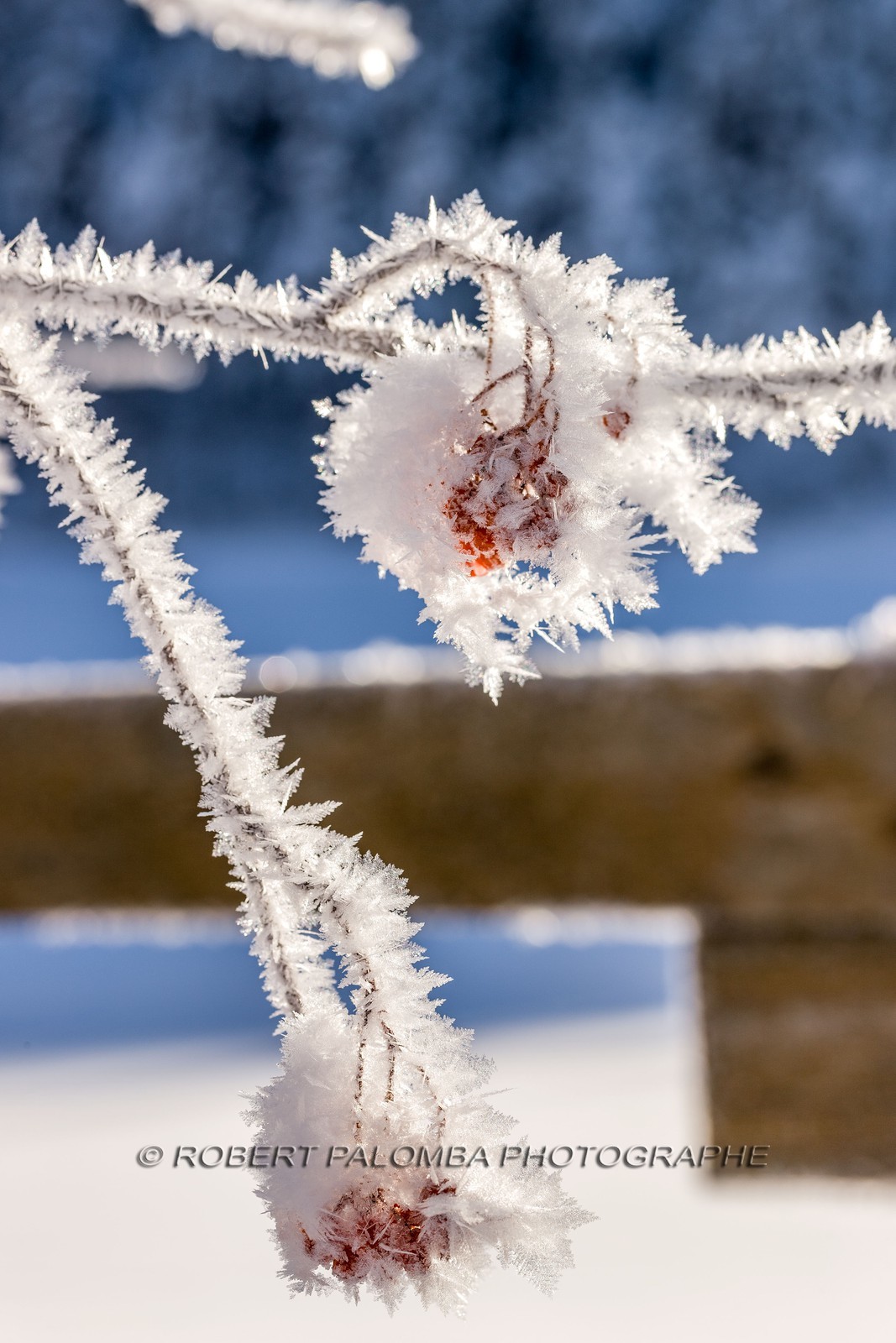 Cristaux de neige