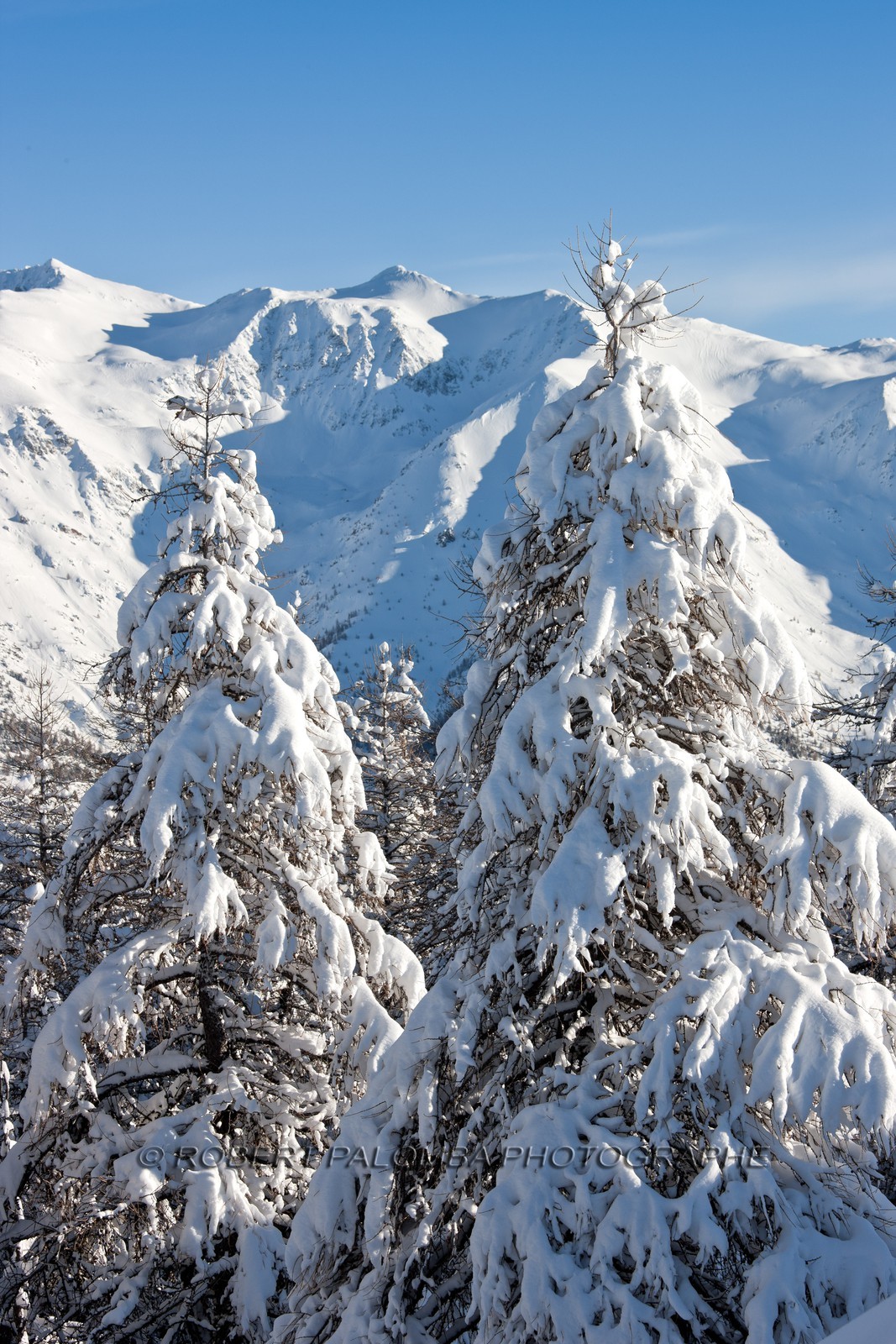 Arbres enneigés