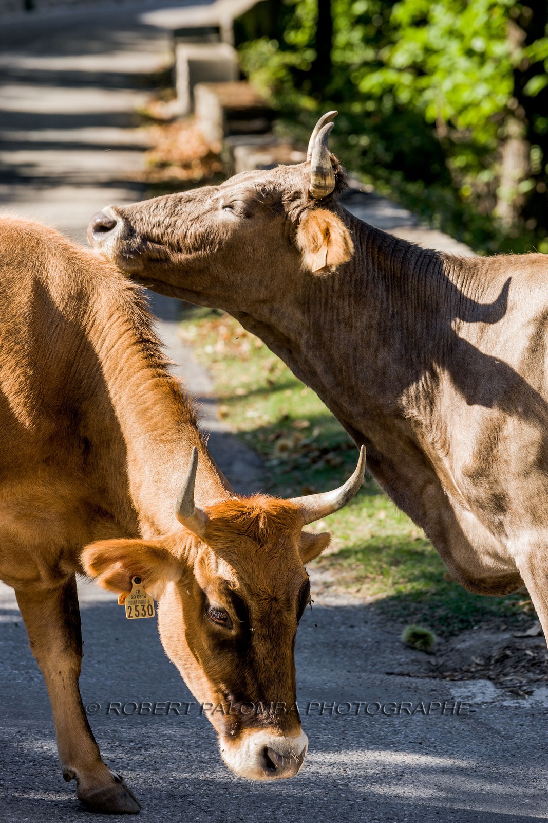 Vaches corses