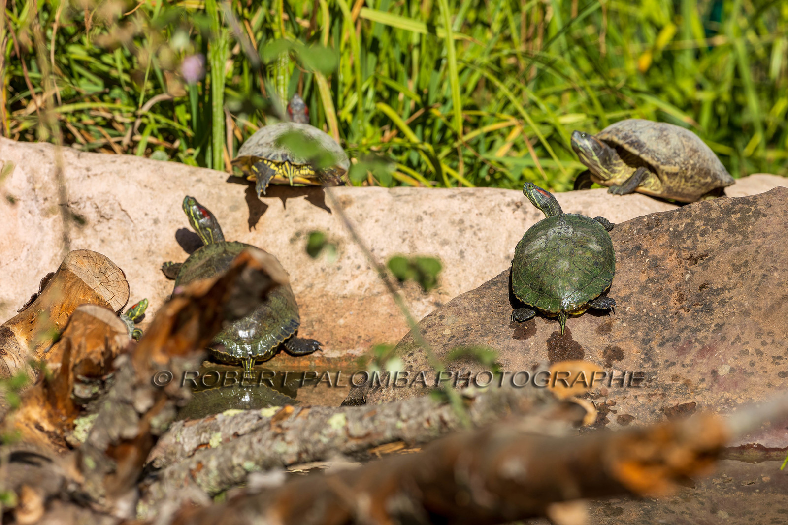 Tortue